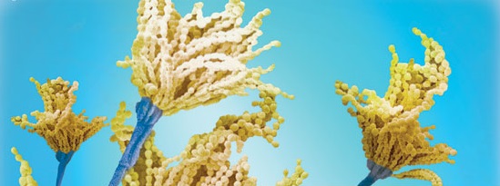 Schimmelpilz unter dem Mikroskop