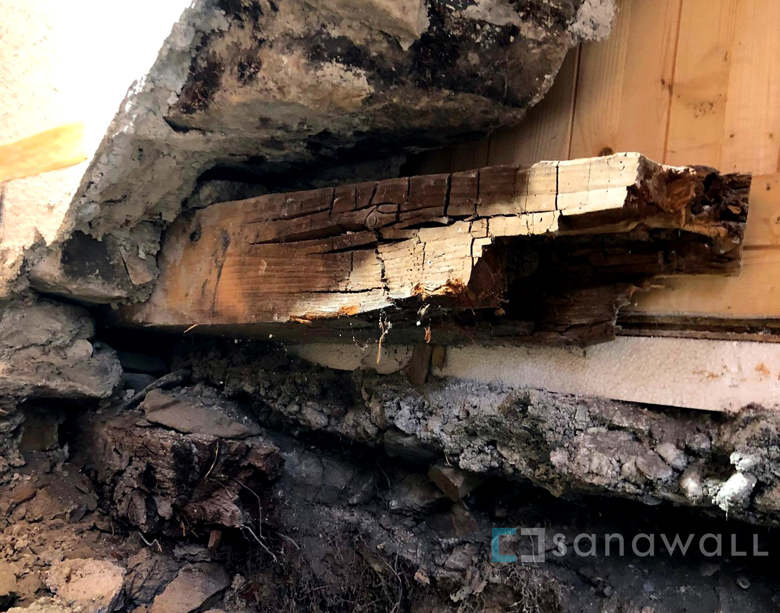 Echter Hausschwamm in Chalet