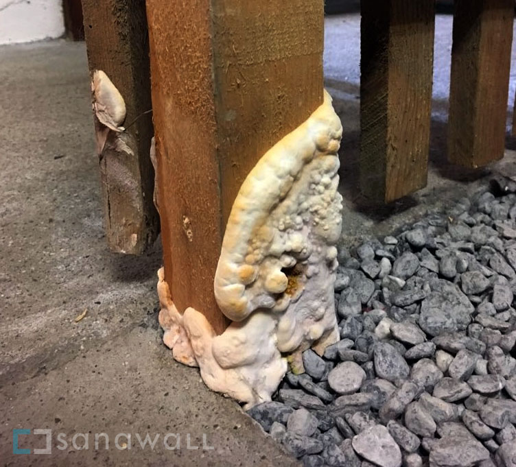 Hausschwamm in Keller