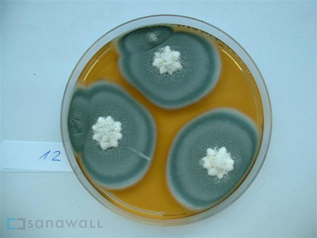 Schimmelpilz auf Nährboden, Schimmel in Wohnräumen