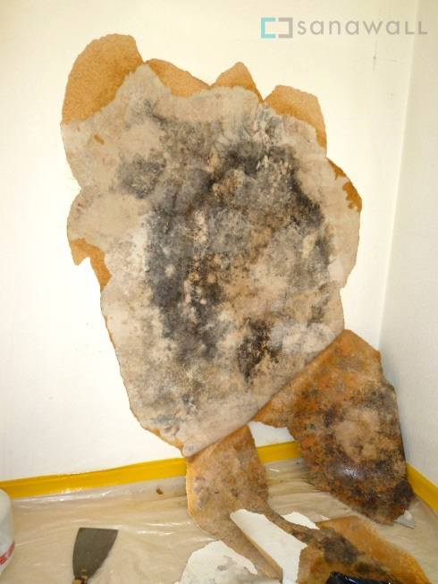 Schimmel hinter Tapete